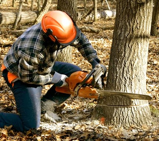 Tree Removal in Portage, ME